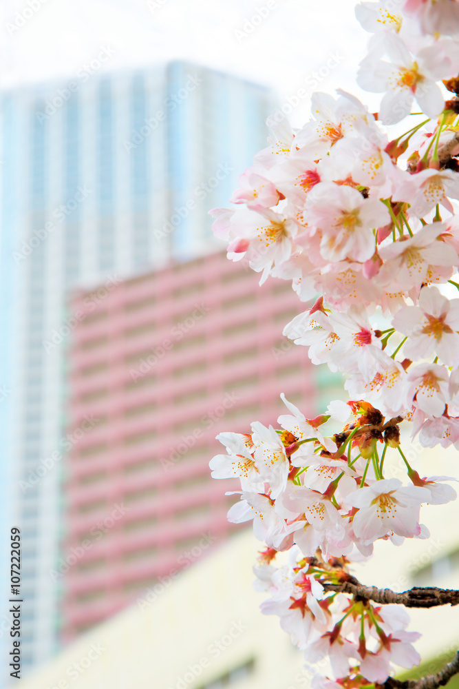 都会の桜