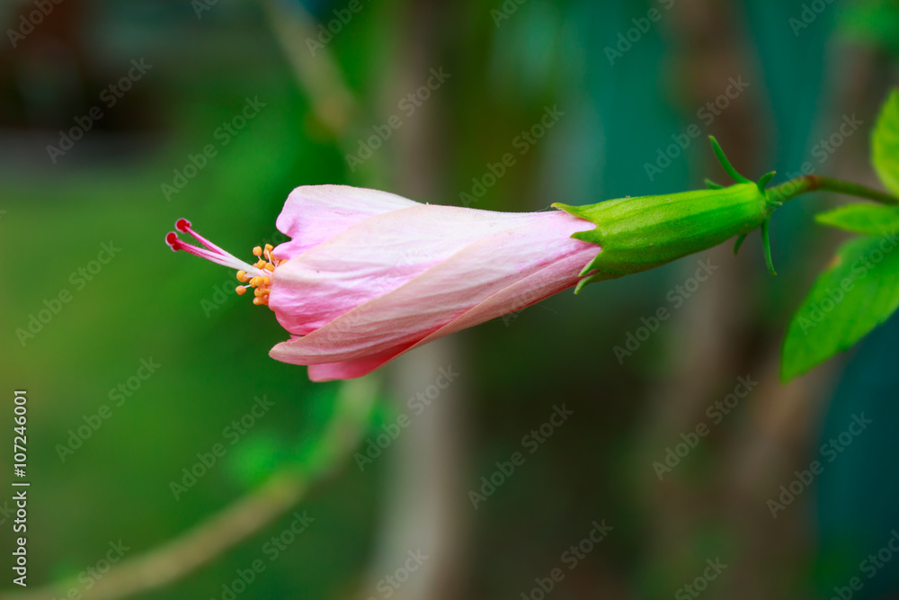 树上盛开的芙蓉粉