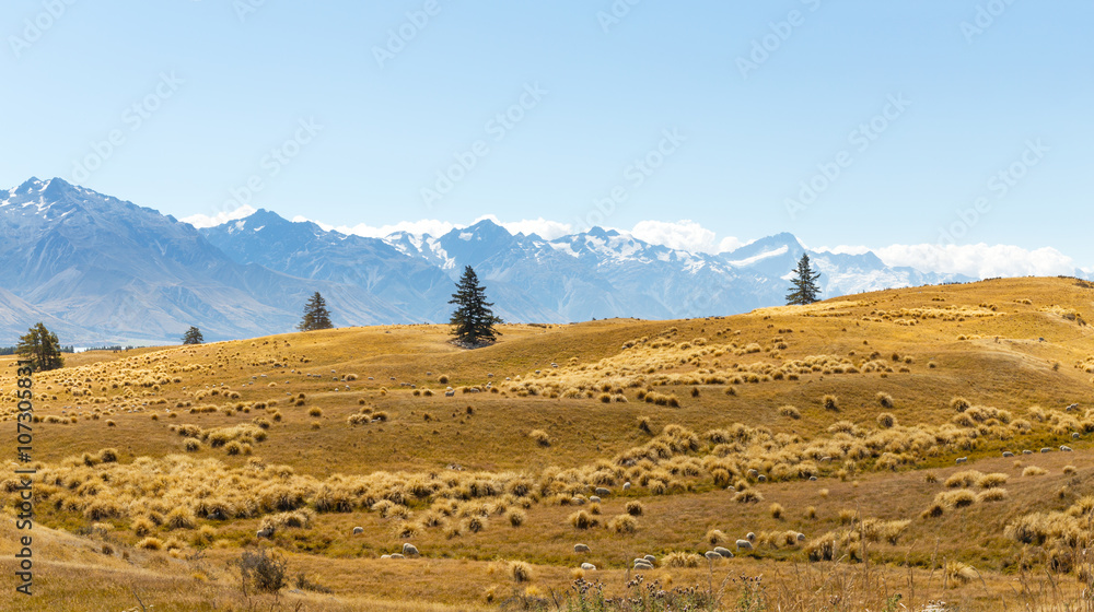 pasture near snow mountains in blue sky