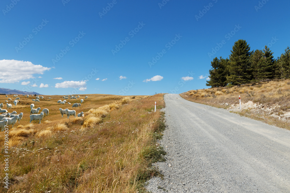 新西兰晴天空旷的乡村道路