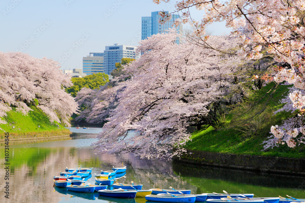 千鳥ヶ淵の桜