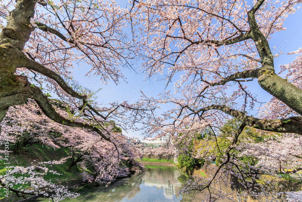 千鳥ヶ淵の桜