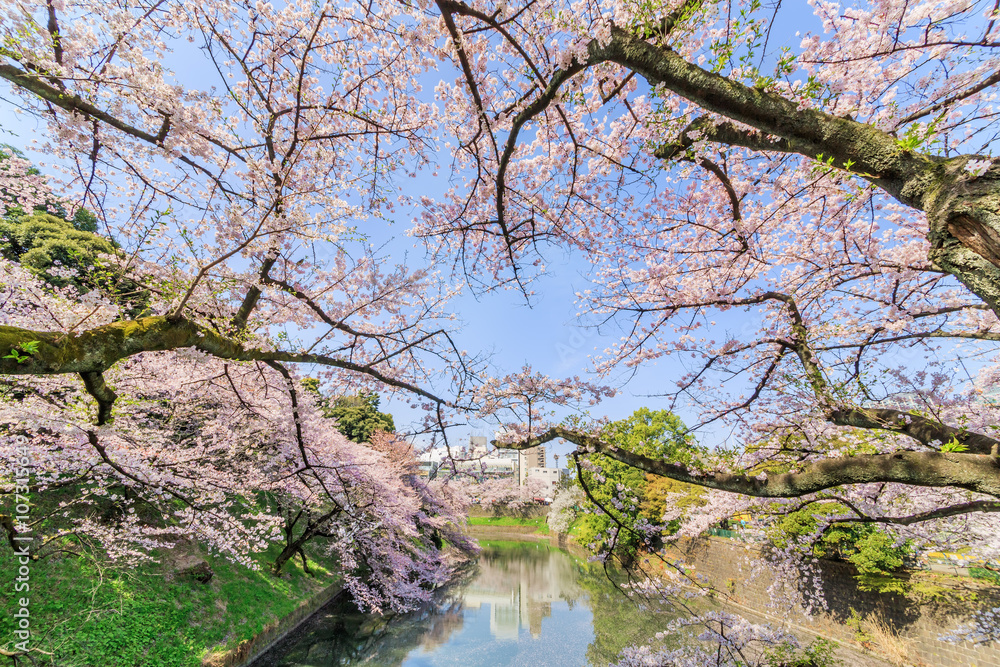 千鳥ヶ淵の桜