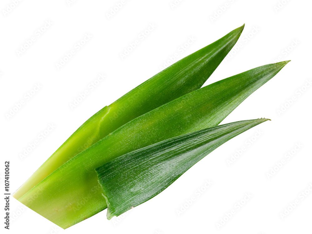 Fresh pineapple leaves isolated on white background. With clippi