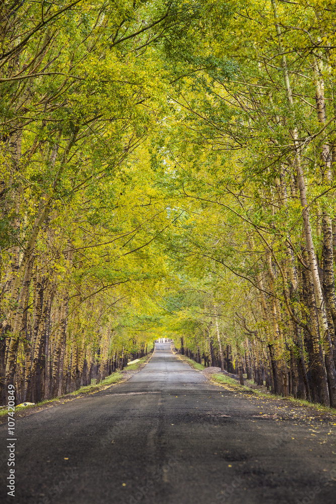 Road in forest