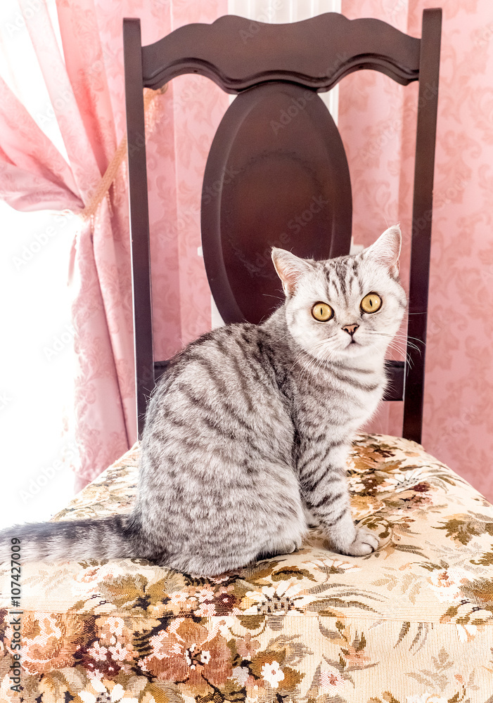 tabby cat sitting on a chair