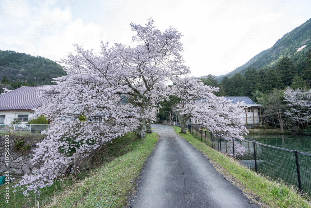 ＳＡＫＵＲＡ