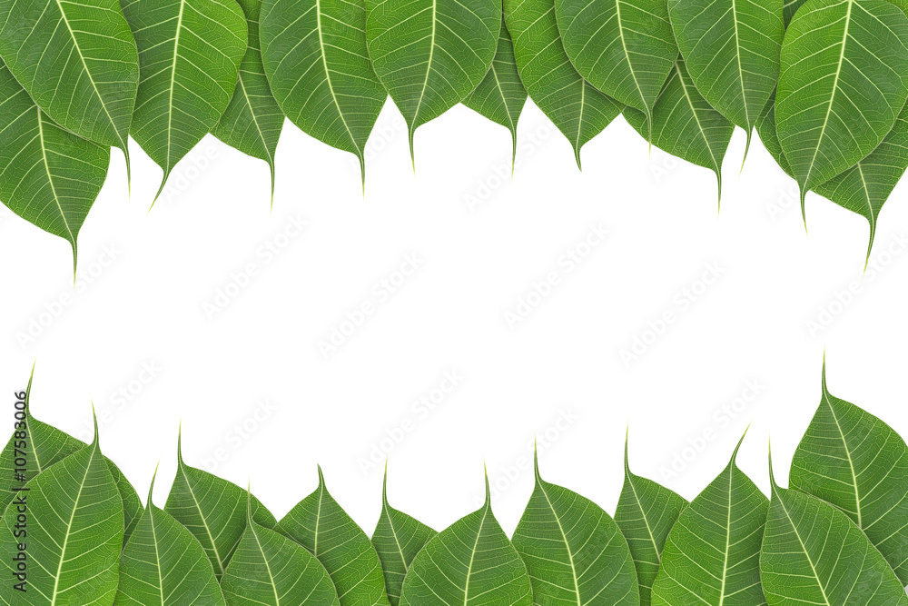 Fresh Green leaf frame isolated on white background.