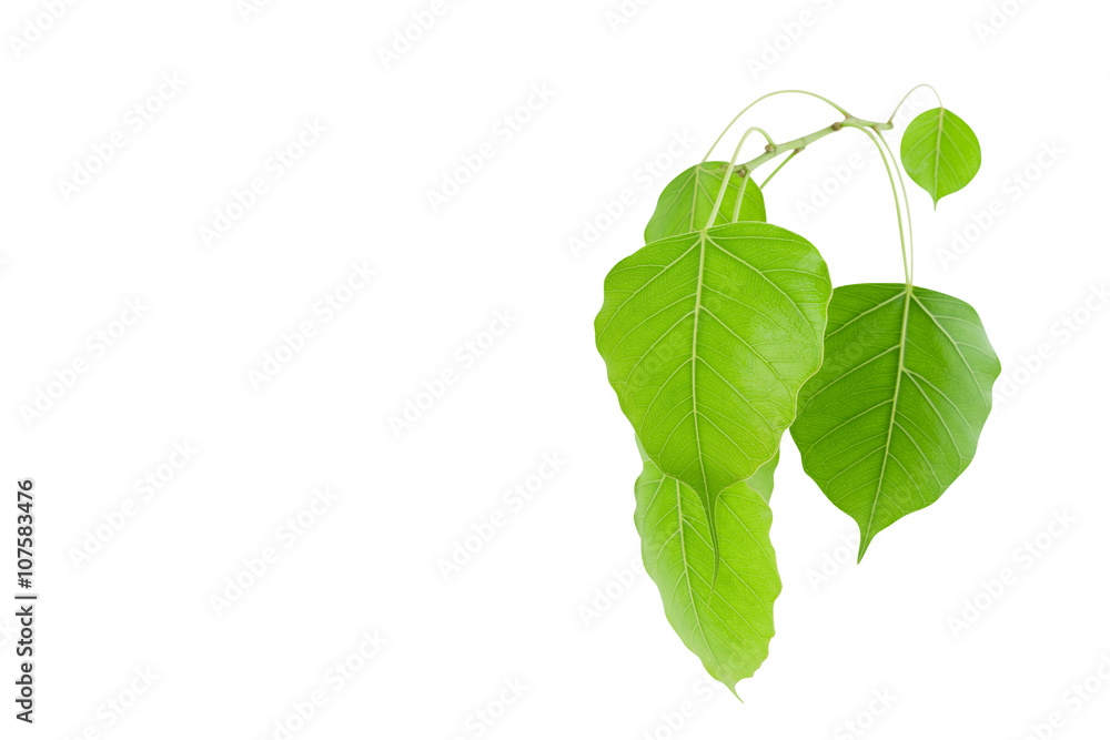 Green leaves isolated on white background ,copy space for text.