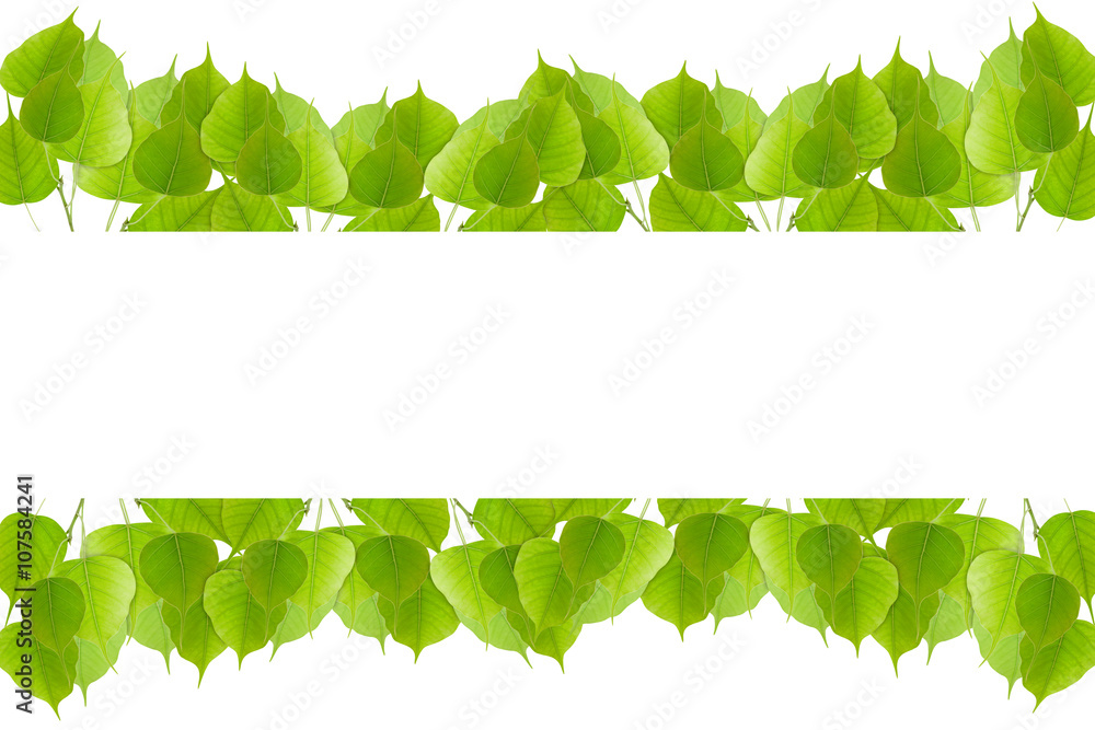 Fresh Green leaf frame isolated on white background.