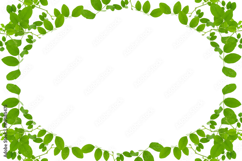 Green leaves frame isolated on white background .