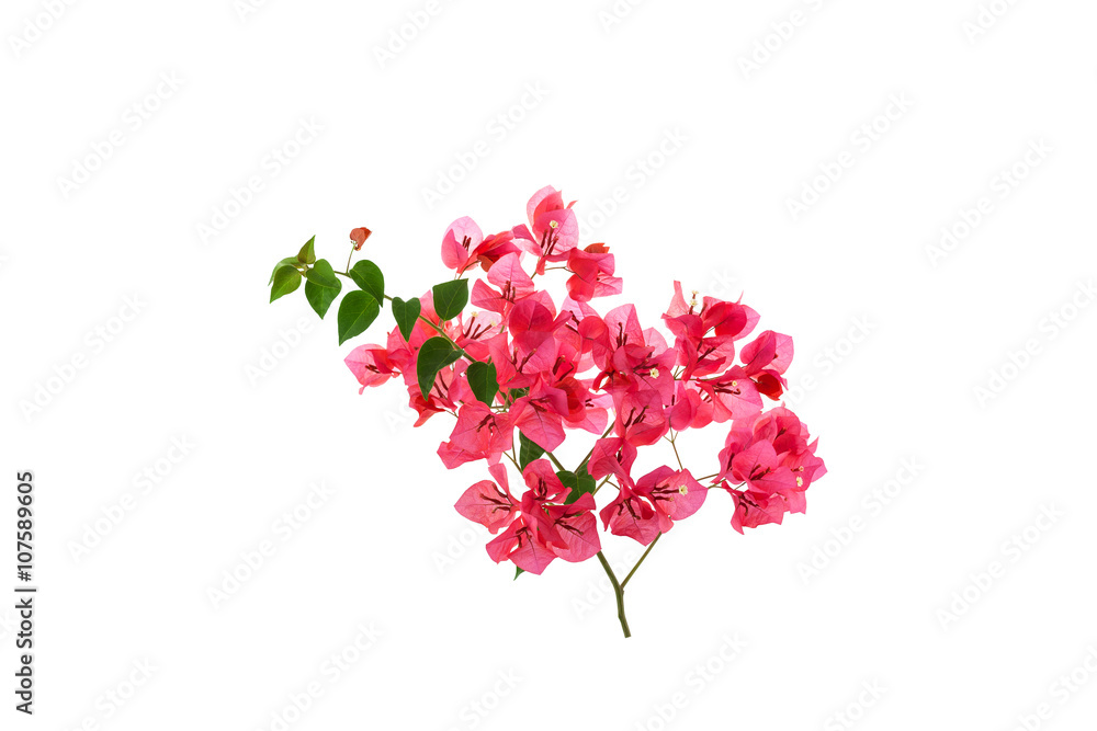 Bougainvillea on white background ,Provincial flower of phuket t