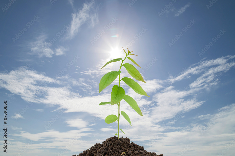 Young green plant on  the soil ,on blue sky background