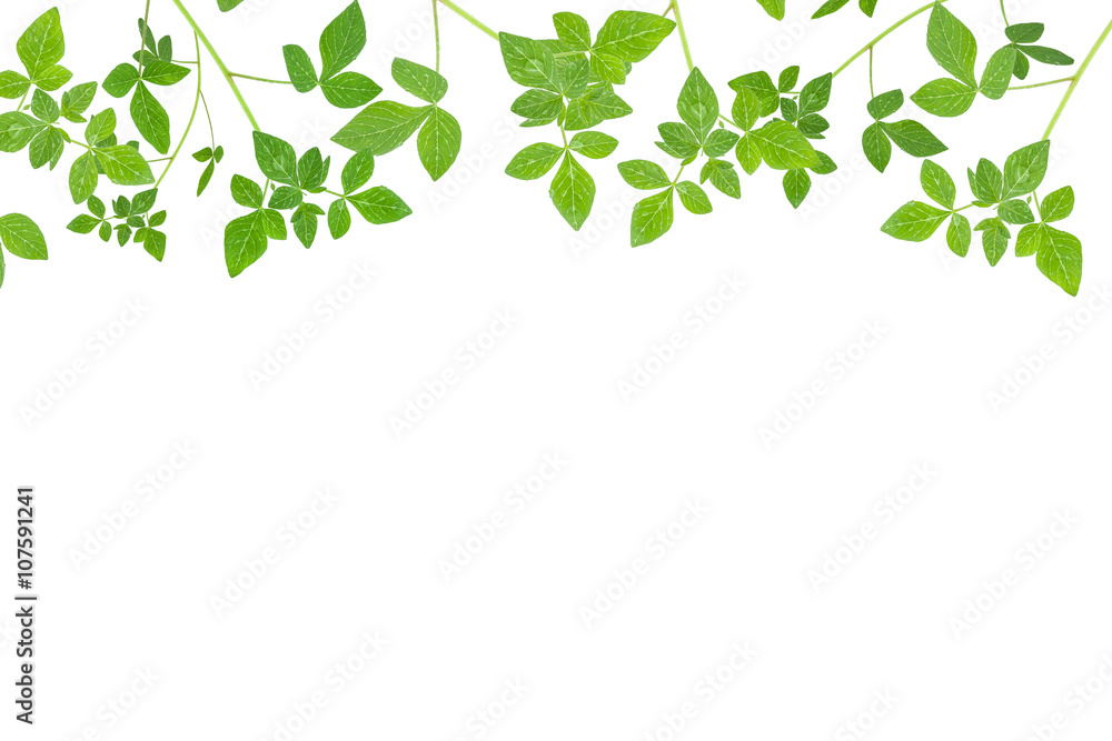 Fresh Green leaf frame isolated on white background.