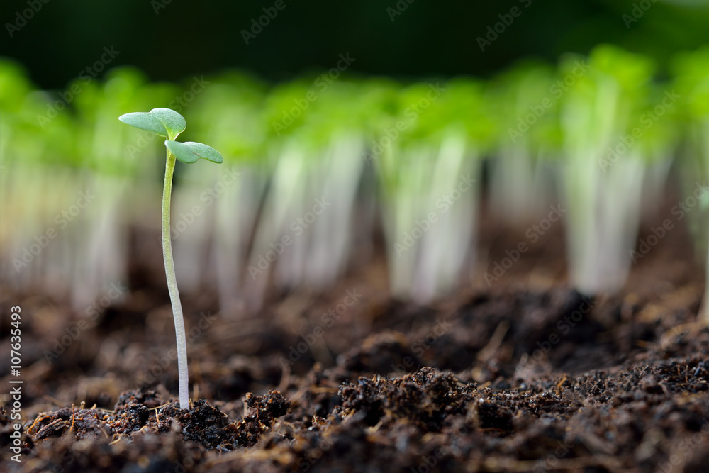 Group of green sprouts growing out from soil