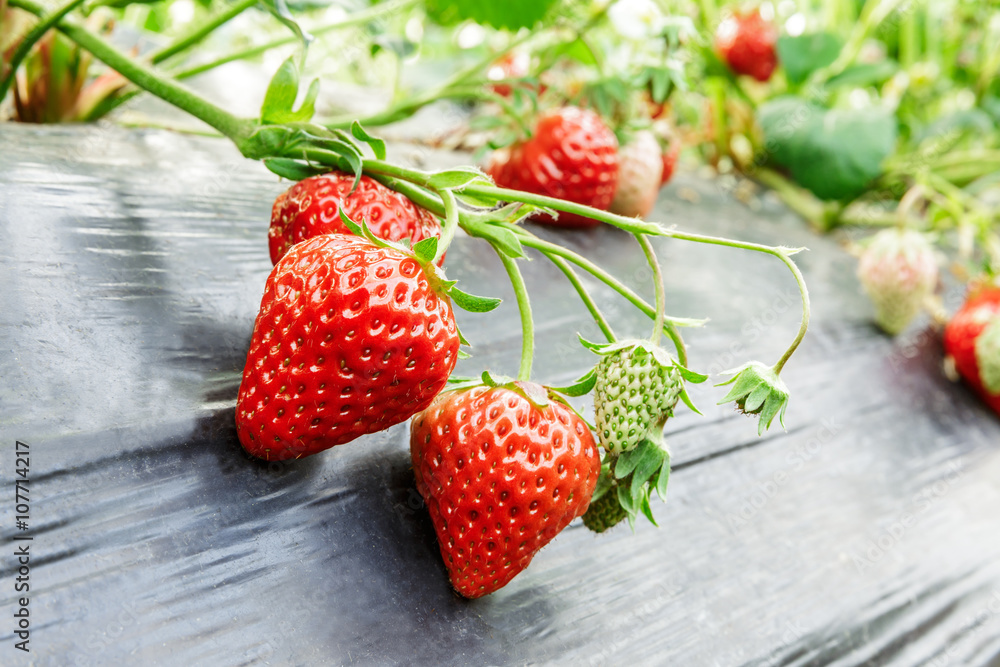 Ripe strawberry fruit grows in the plantation