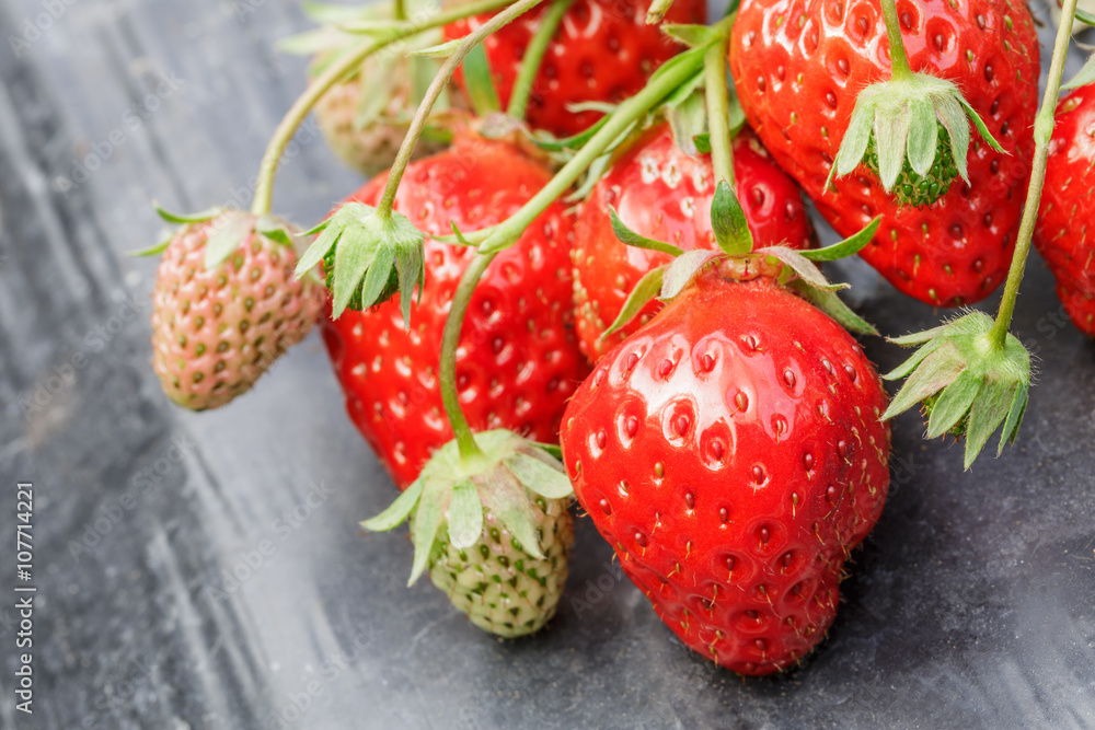 Ripe strawberry fruit grows in the plantation