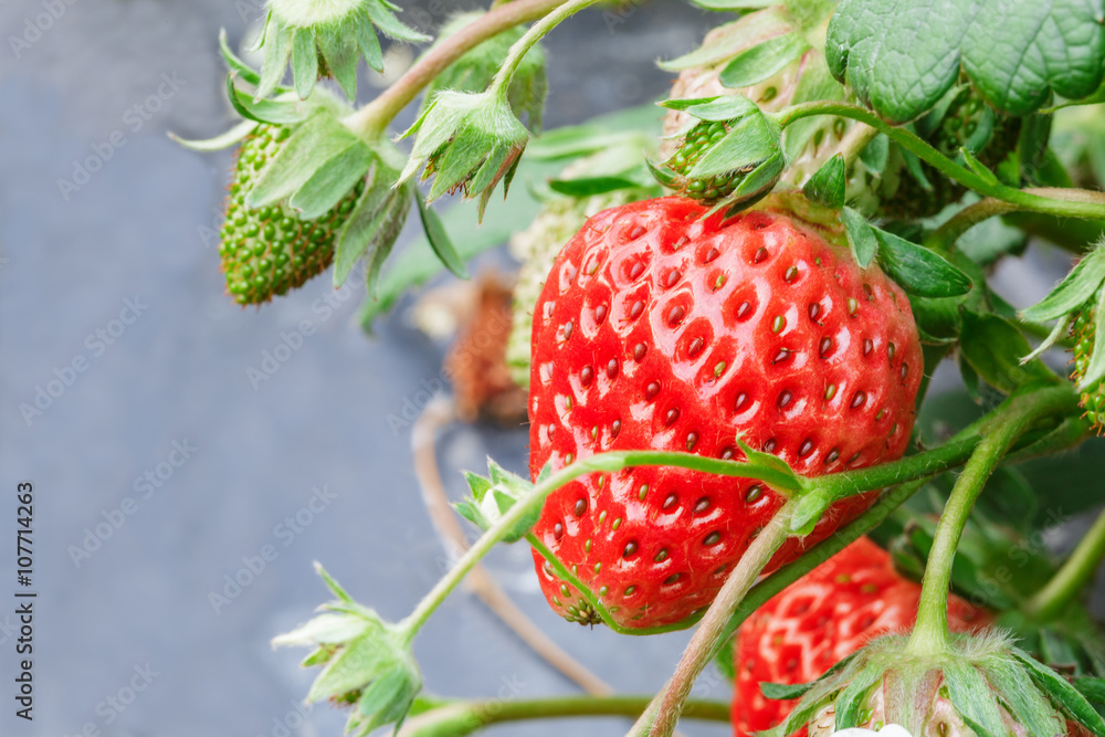 成熟的草莓果实长在种植园里