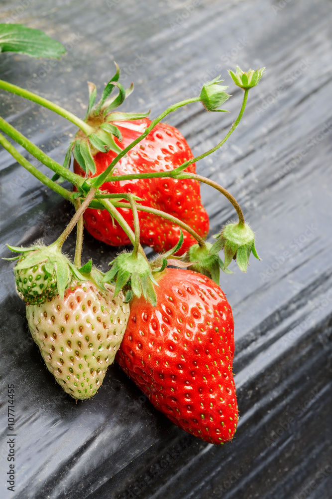 Ripe strawberry fruit grows in the plantation