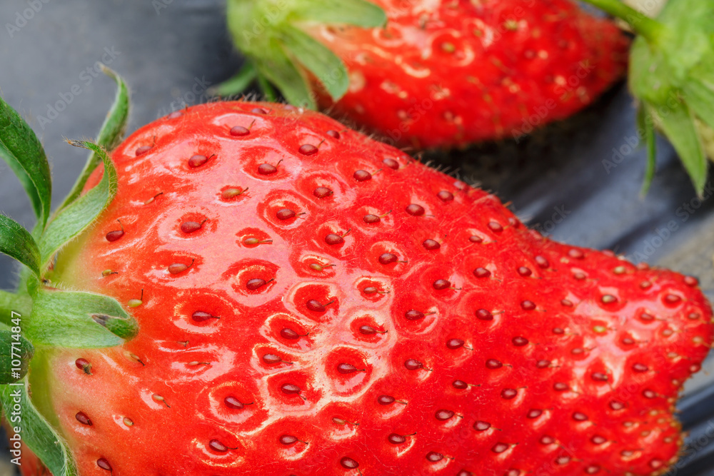 Ripe strawberry fruit grows in the plantation