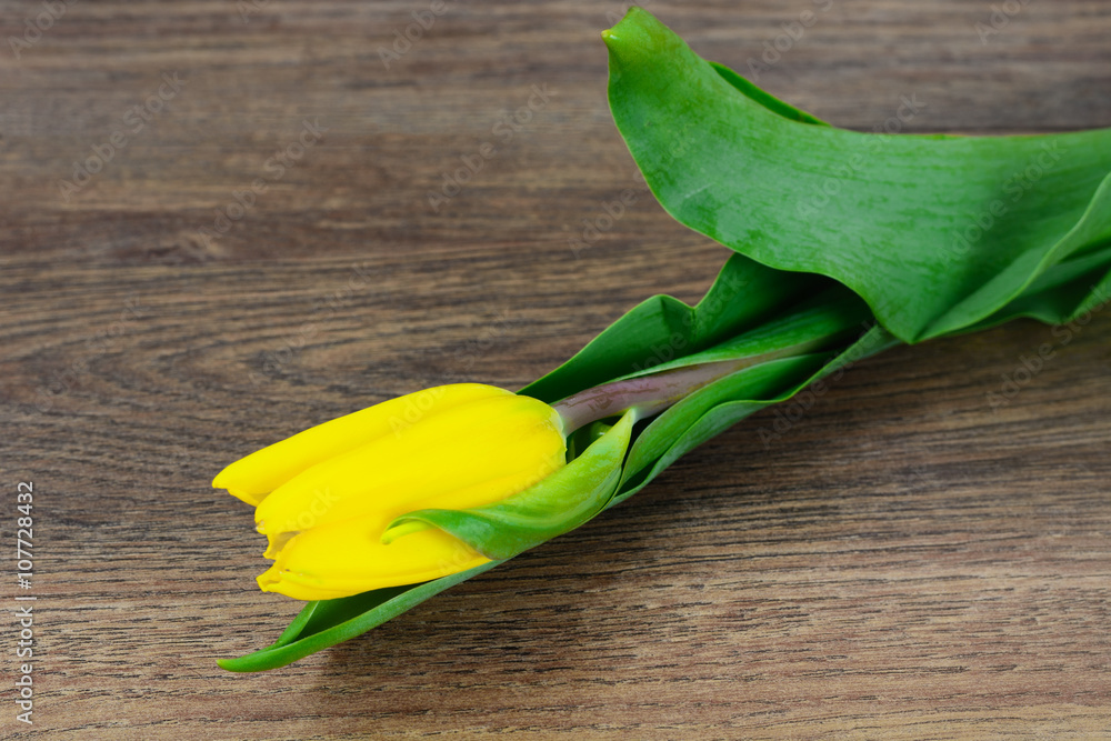 Beautiful Yellow tulips on Wood Background