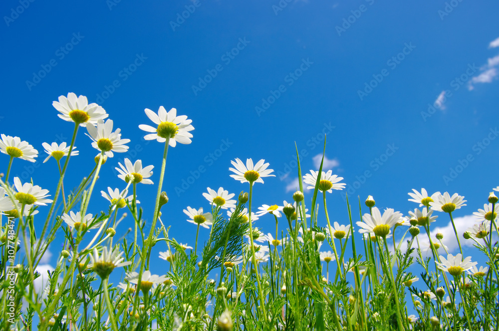 white daisies on blue sky