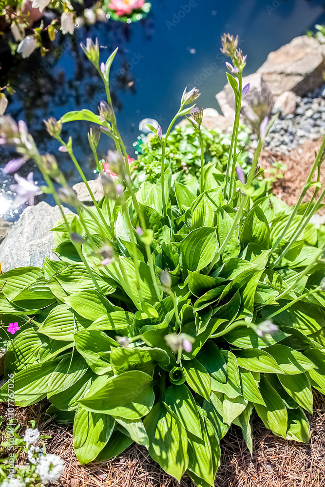 开着白花的花园里的夏季花坛