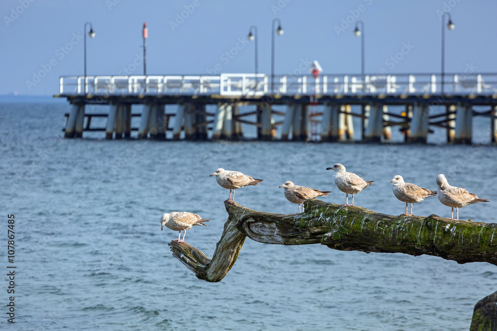 波兰波罗的海沿岸的海鸥