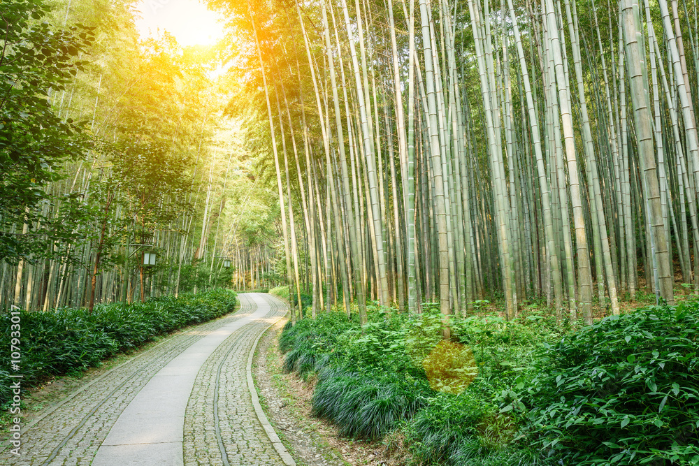 中国杭州安静的竹林步道