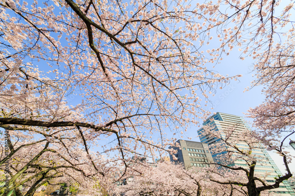 都会の桜