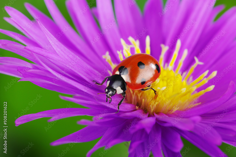 Ladybug and flower