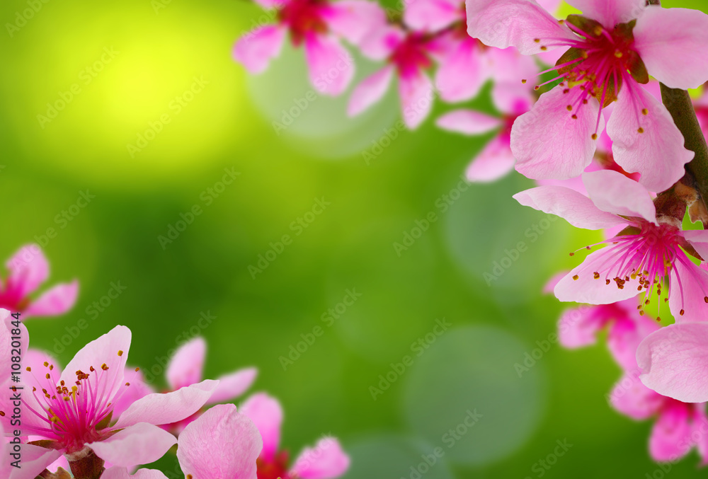 Spring blossom with soft blur background