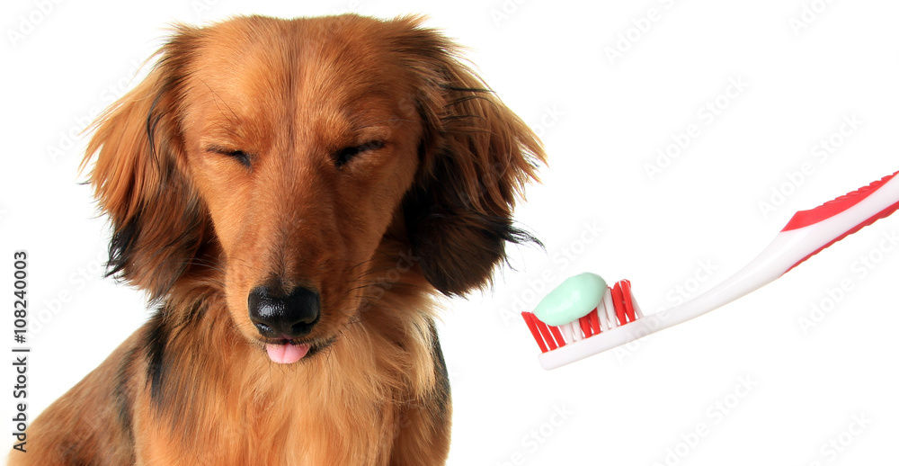 Dachshund with toothbrush