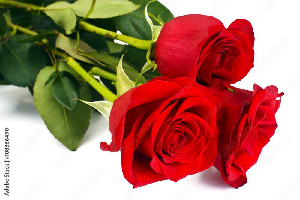 Beautiful Red Roses Flower Isolated on White