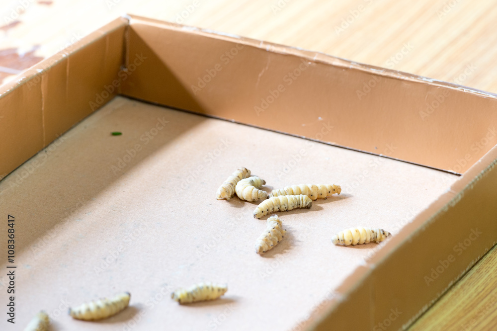 silk worms in culture box