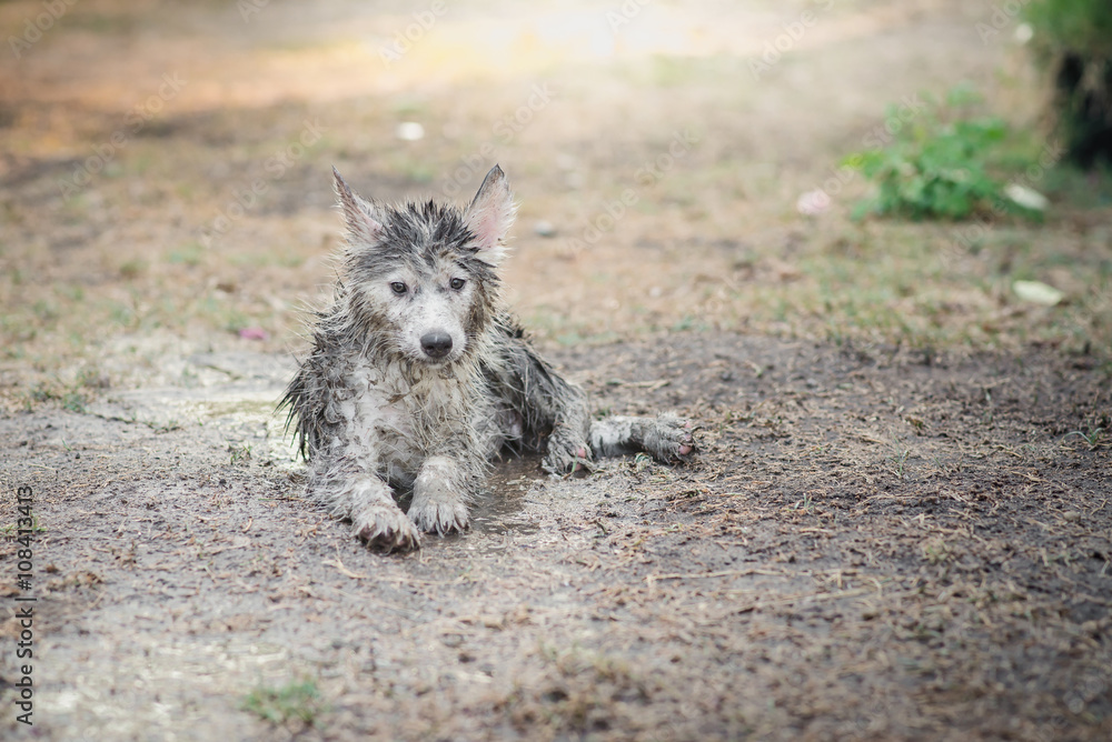 Close up dirty siberian husky playing in the garden..