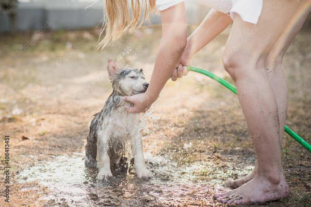 siberian husky puppy shakes the water off its coat.