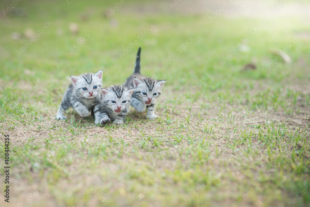 可爱的美国短毛小猫行走