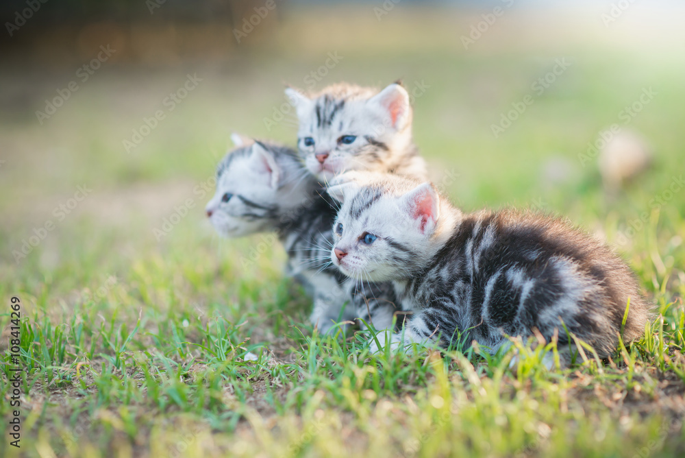 Cute American Shorthair kittens walking