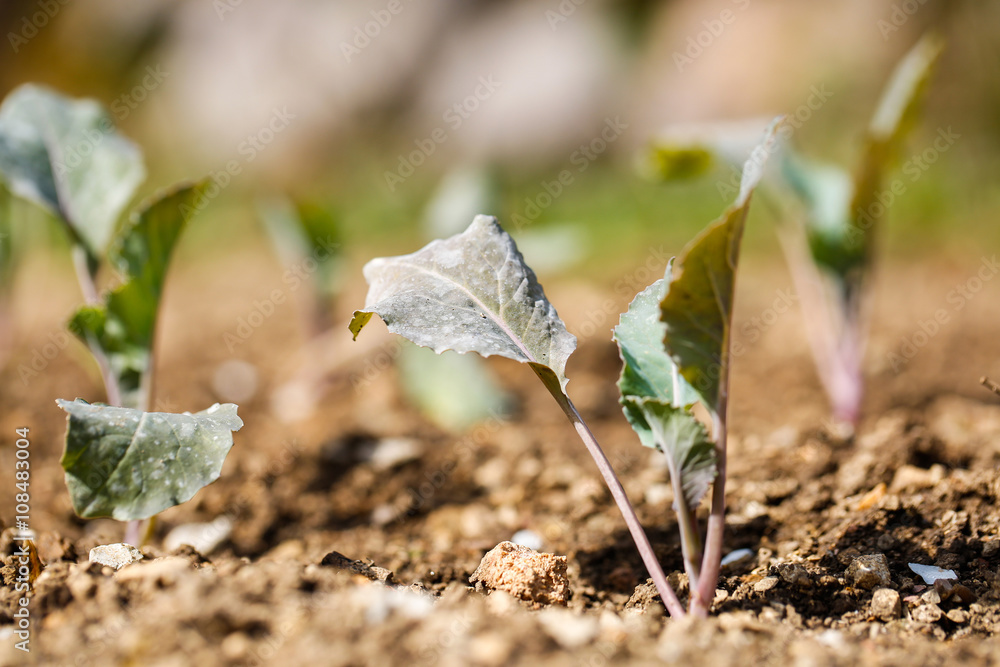 Cauliflower plants in freshly plowed and fertilized soil