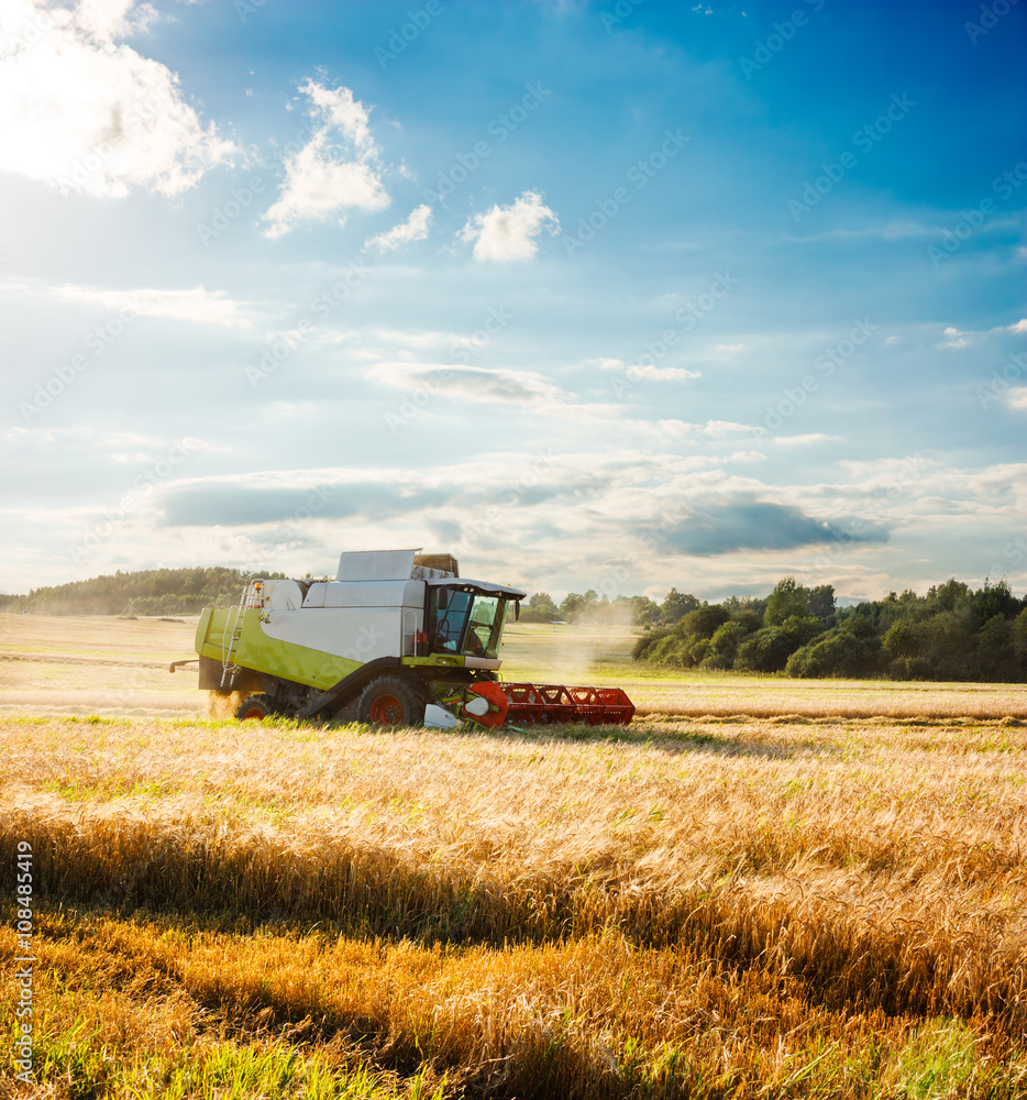 Combine Harvester on a Wheat Field. Agriculture.