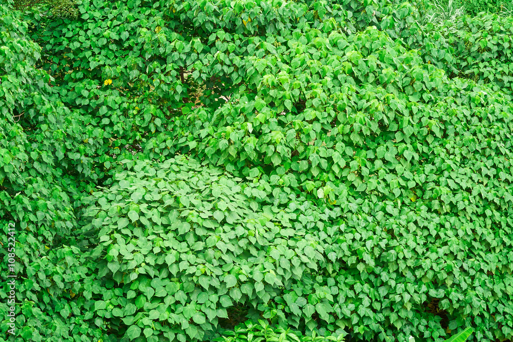 Green leaves for background