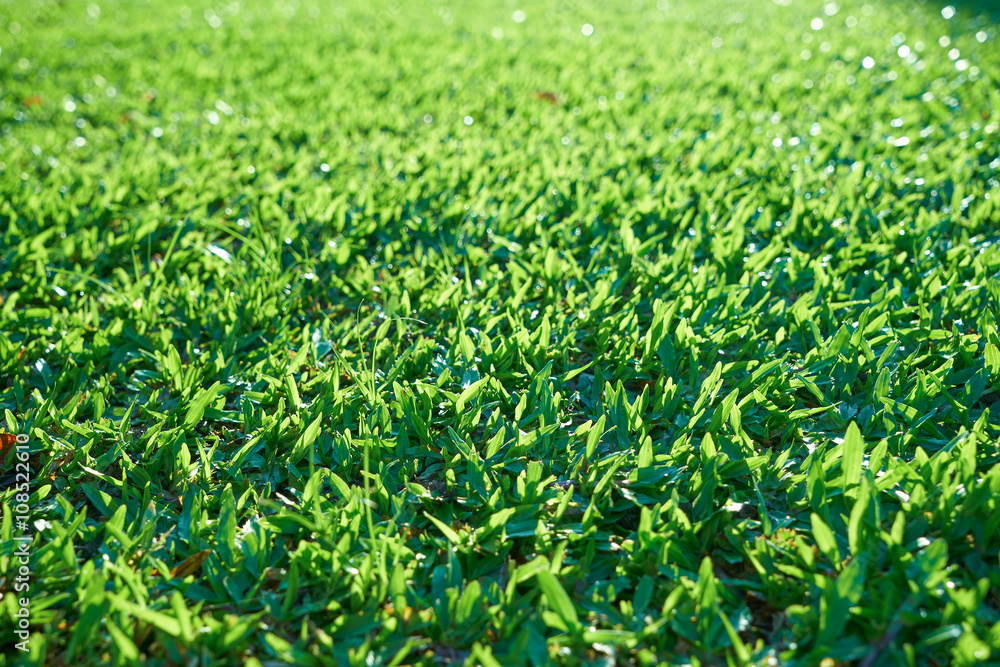 Green grass texture from a field with depth of field