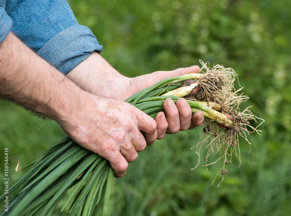 Bunch of freshly cut green onions