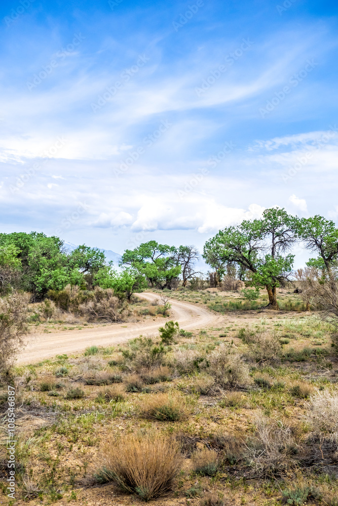 Highway at the desert rock with gnarled trees