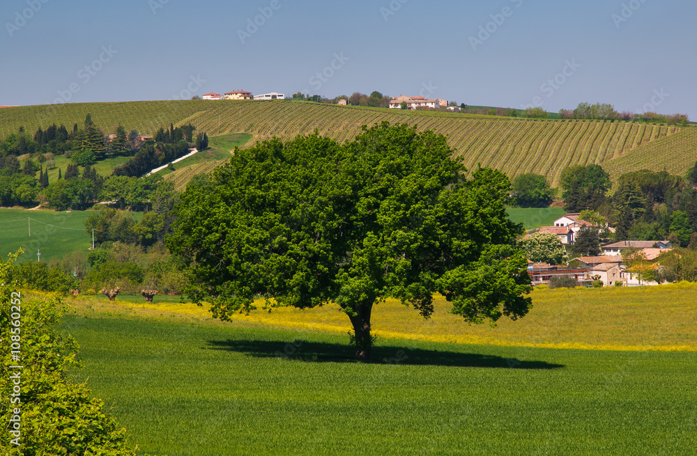 Isolated big oak on green meadow