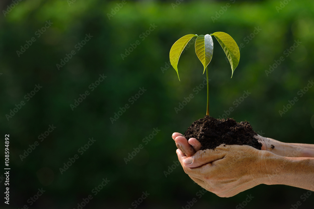 Hands holding a green young plant.