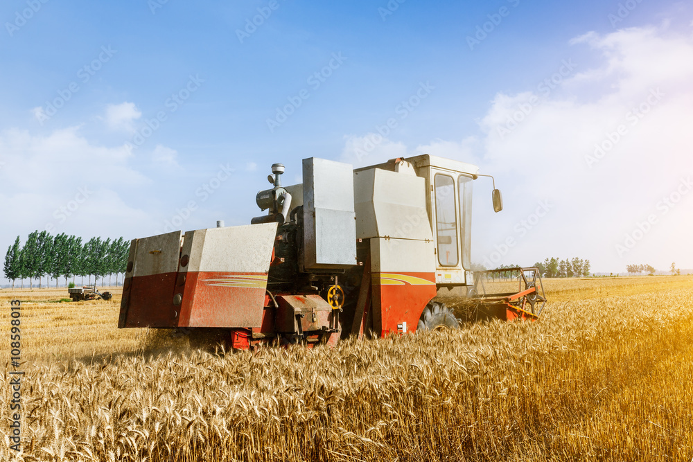 Combine harvester harvest ripe wheat on a farm