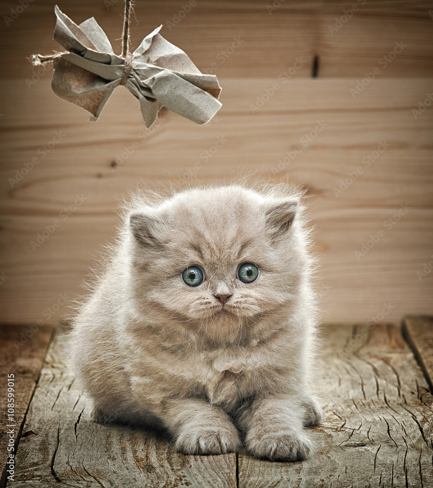 beautiful british long hair kitten