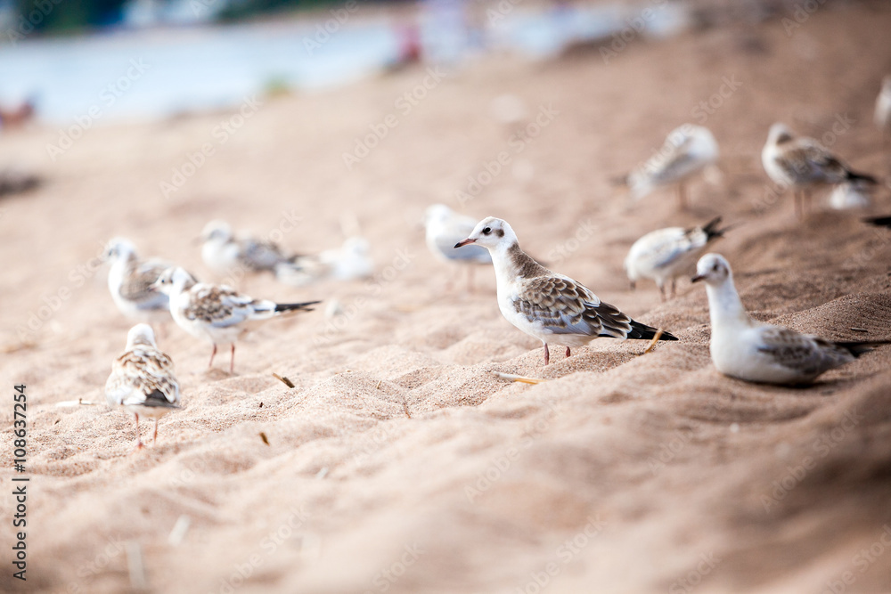 sea gulls standing on a sandy beach